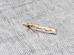 Crambus attis