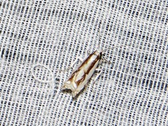Crambus attis