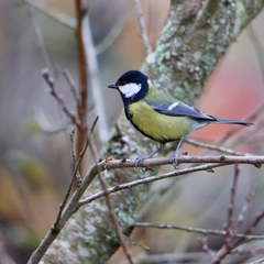 Parus major