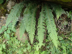 Polystichum × illyricum