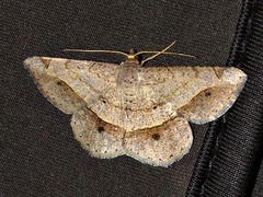 Chiasmia streniata