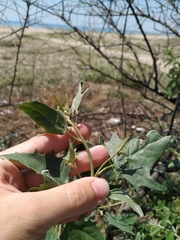 Atriplex micrantha