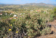 Arctostaphylos moranii