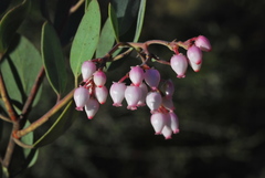 Arctostaphylos moranii