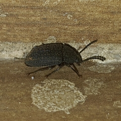 Tenebrionidae