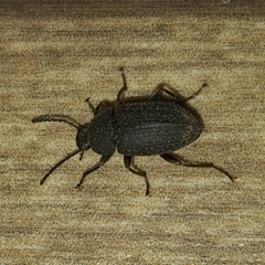 Tenebrionidae