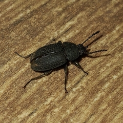 Tenebrionidae