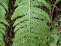 Polystichum × illyricum