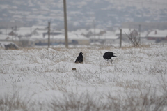 Corvus frugilegus