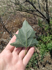 Atriplex micrantha