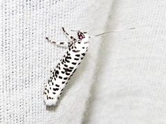 Yponomeuta strigillatus