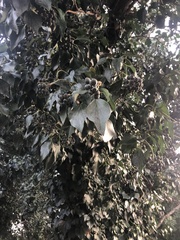Hedera helix