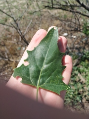 Atriplex micrantha