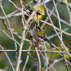 Regulus ignicapilla