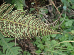 Polystichum × illyricum