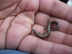 Ablepharus rueppellii