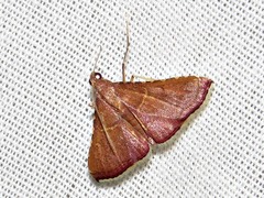 Endotricha erythralis