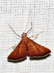 Endotricha erythralis