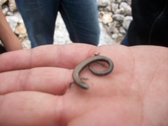 Ablepharus rueppellii