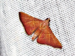 Endotricha erythralis