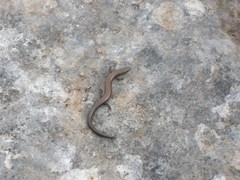 Ablepharus rueppellii