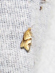 Clepsis hedrastis