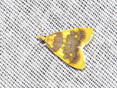 Sameodesma xanthocraspia
