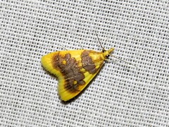 Sameodesma xanthocraspia