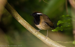 Conopophaga snethlageae