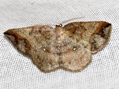 Cabera strigata