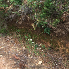 Knowltonia anemonoides