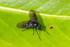 Dasyomma caeruleum