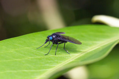 Dasyomma caeruleum