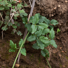 Knowltonia anemonoides