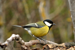Parus major