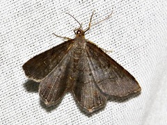 Chiasmia streniata streniata