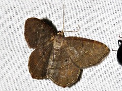 Chiasmia streniata streniata