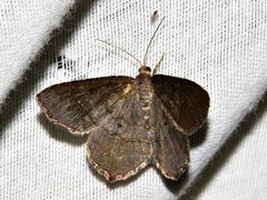 Chiasmia streniata streniata