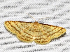 Heterostegane rectistriga