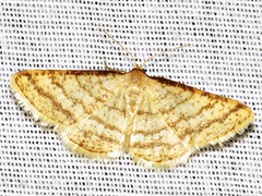 Heterostegane rectistriga