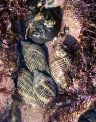 Acanthinucella punctulata