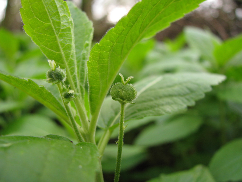 Mercurialis perennis — a medium houseplant, prefers partial sun light