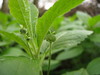 Dog's Mercury - Photo (c) --Tico--, some rights reserved (CC BY-NC-ND)