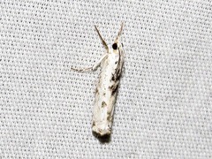 Crambus sparsellus