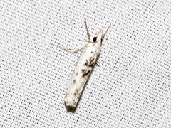 Crambus sparsellus