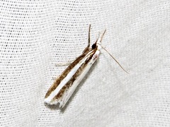Calamotropha tripartita