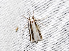 Calamotropha tripartita