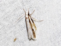 Calamotropha tripartita