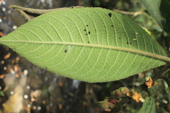 Siparuna aspera