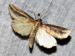 Acrapex brunnea